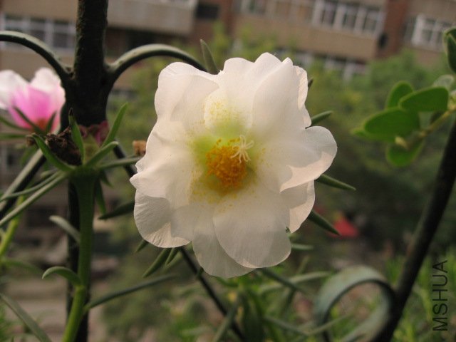 IMG_0861.JPG