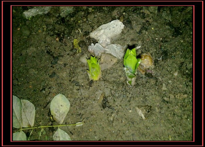 20100907093.jpg