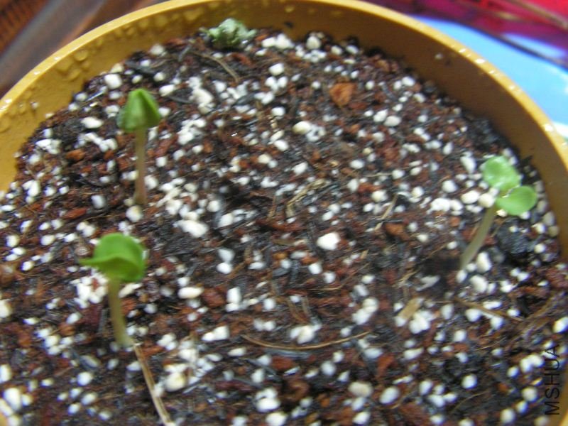 ��ɫ�����