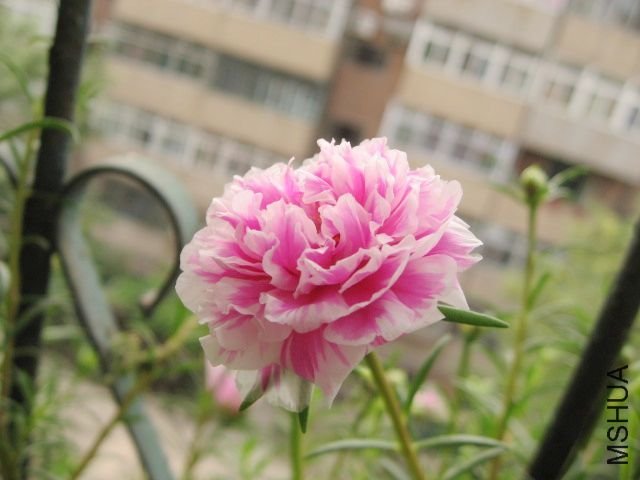 IMG_0854.JPG