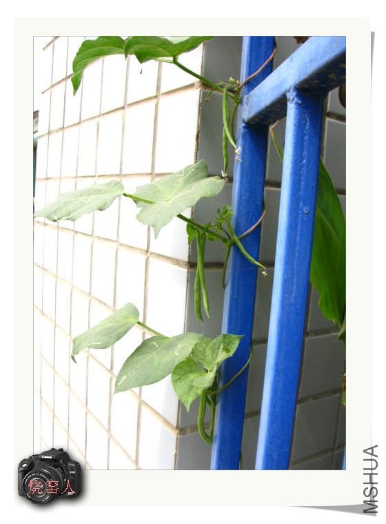 ���������Ѿ��ᶹ����