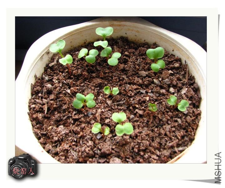 С�����Ǻܺ�Ⱥ