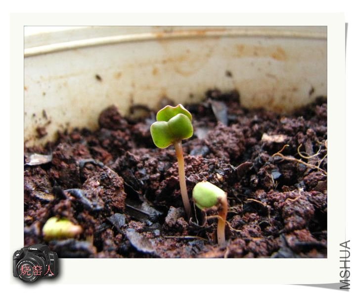 Խ��Խ����