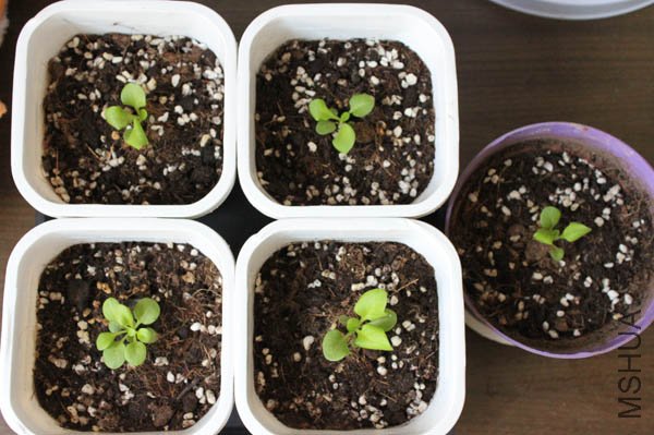 5�ð�ţ����