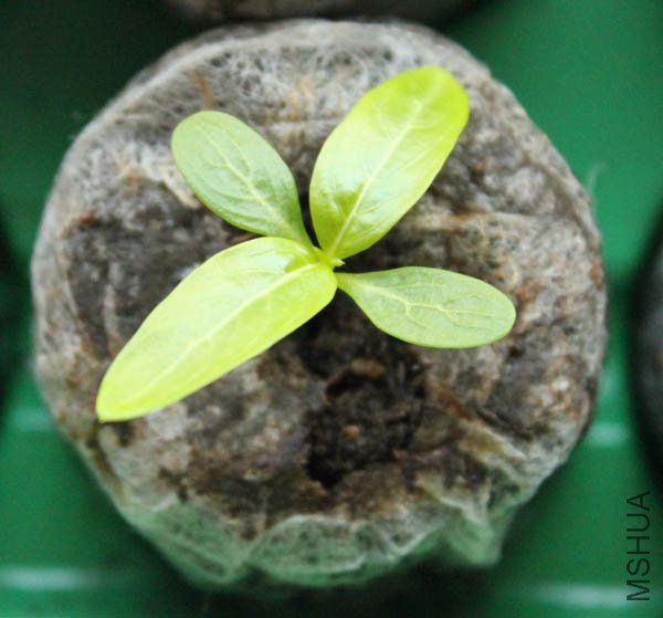 ��ݮõ�崹����ʼ���ڶ�����Ҷ