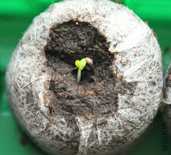 ޹�²ݼ�����ñ