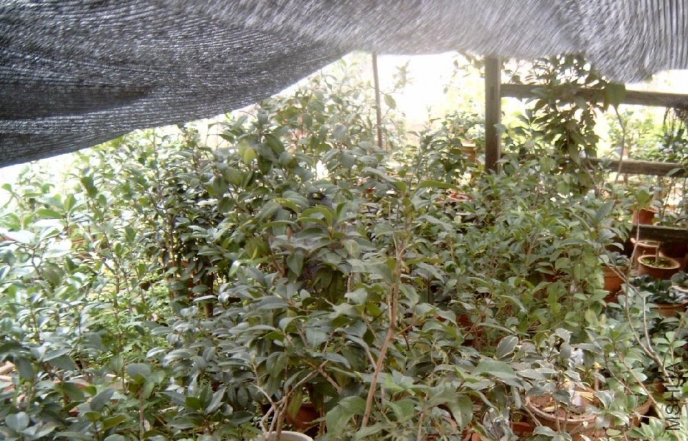 S4100010.JPG