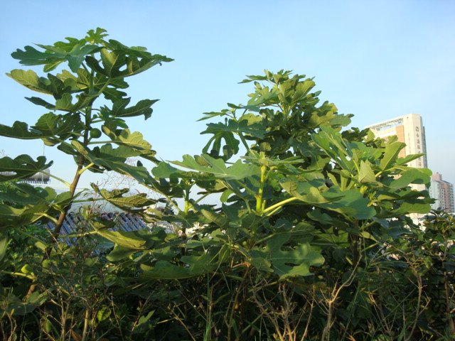 DSC09890.JPG