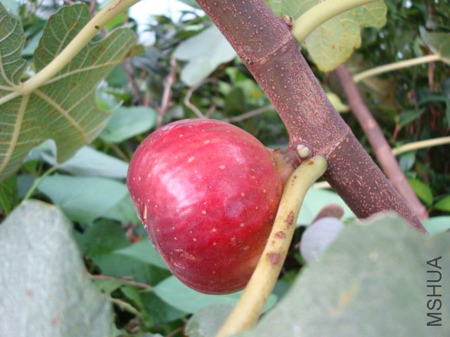 DSC09909.JPG