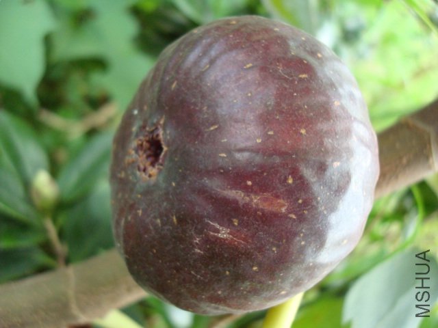 DSC09928.JPG