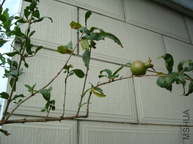 DSC09986.JPG