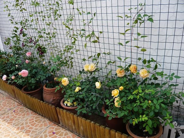 P1060671.JPG