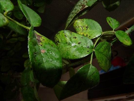 P1080276_����.jpg
