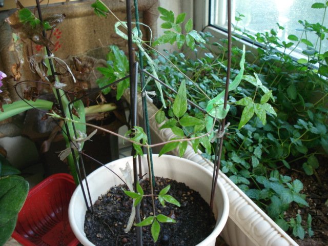 DSC05074.JPG