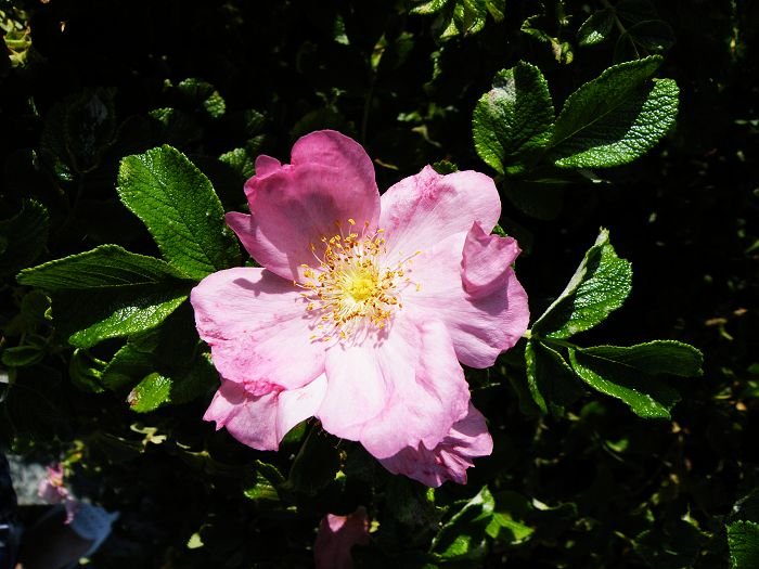 DSCF7256.jpg