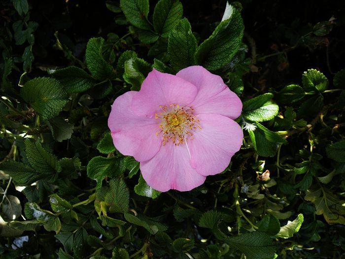 DSCF7257.jpg