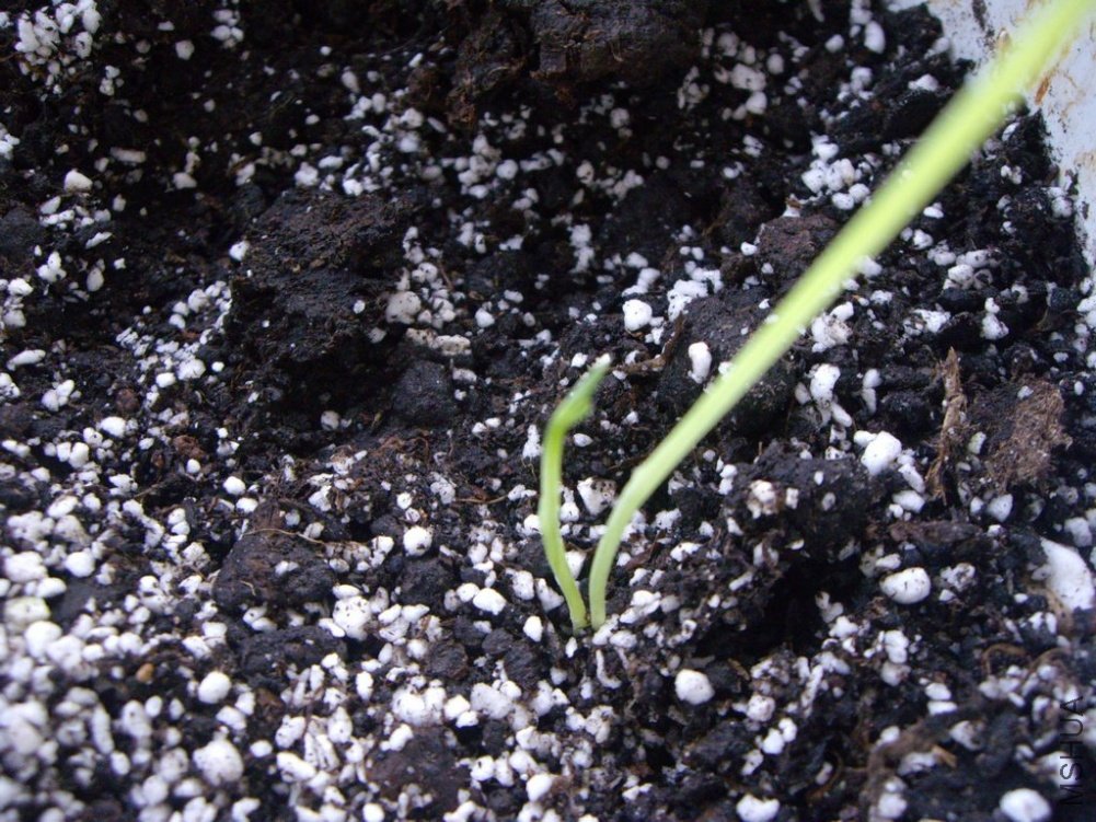 �������ģ���ȴ��������ѿ