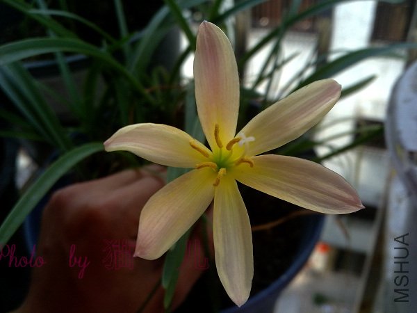 Zephyranthes San Antonio.jpg