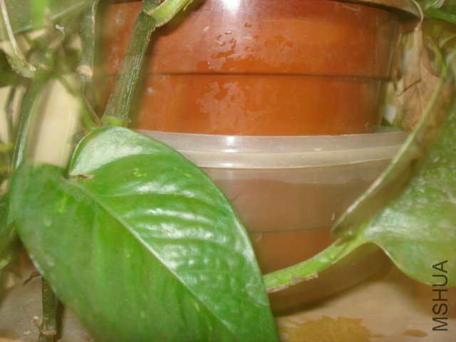 DSC05068.JPG