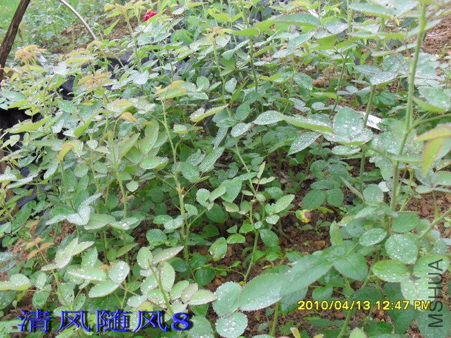 Ǥ��������״̬