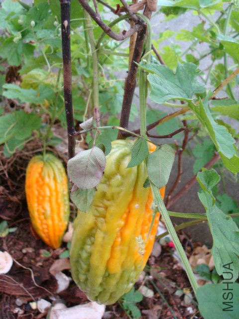 DSC00034.JPG