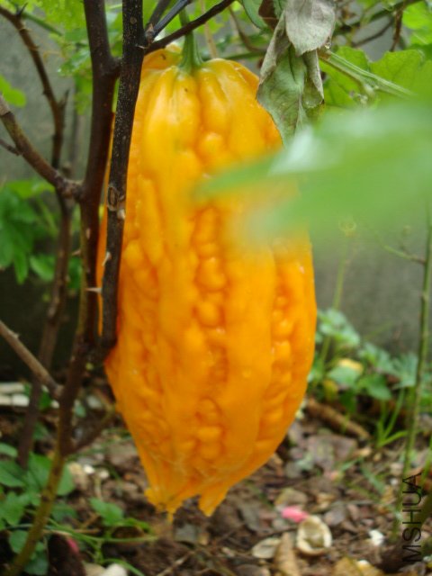 DSC00036.JPG