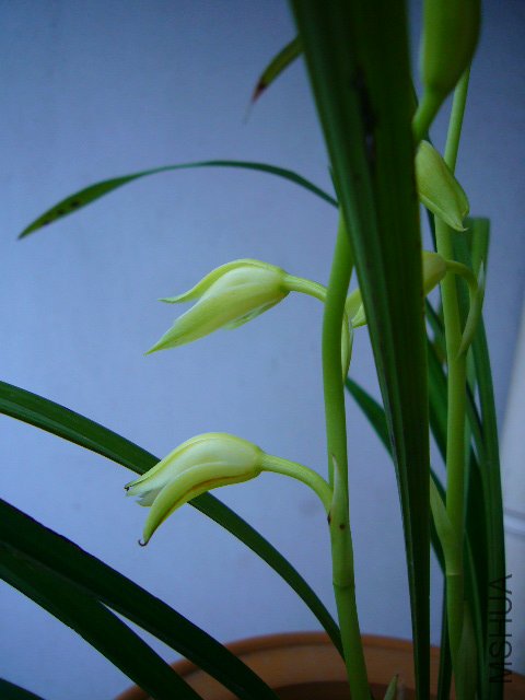 ��ת P1100624.JPG
