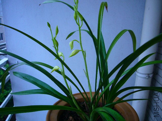 P1100621.JPG