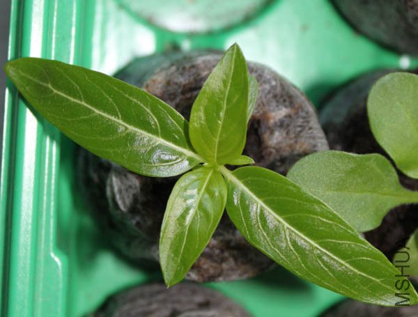 ��ݮõ�崹����ʼ����������Ҷ