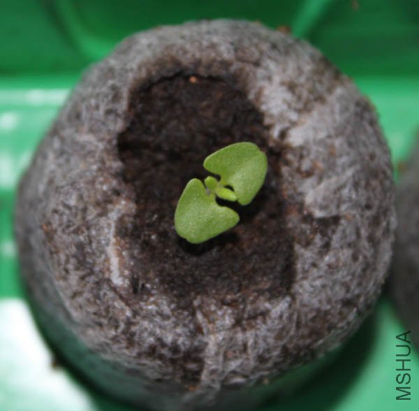 ޹�²ݵ�һ����Ҷ����