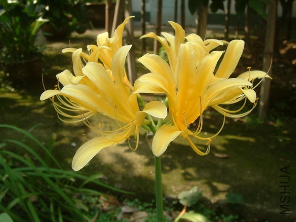 lycoris-1.jpg