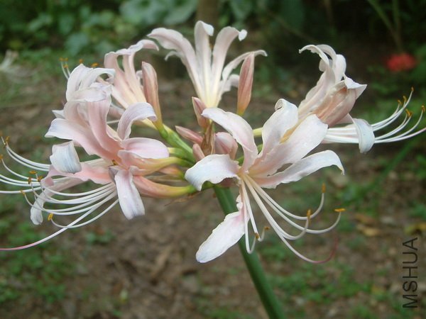 lycoris-2.jpg