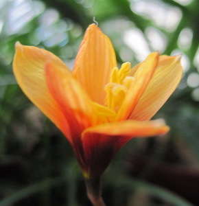 Habranthus tubispathus  2.jpg