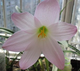 Habranthus robustus����Habranthus robustus 'Russell Manning'
