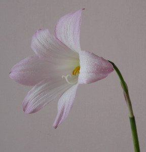 Habranthus robustus����Habranthus robustus 'Russell Manning'