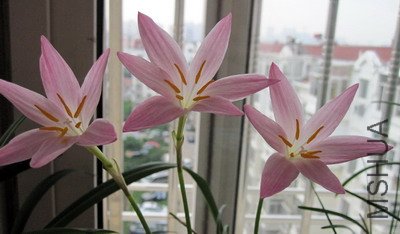Zephyranthes 'Twinkle'