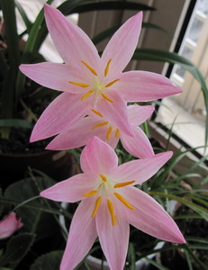 Zephyranthes 'Twinkle'