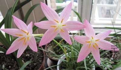 Zephyranthes 'Twinkle'
