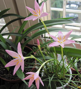 Zephyranthes 'Twinkle'