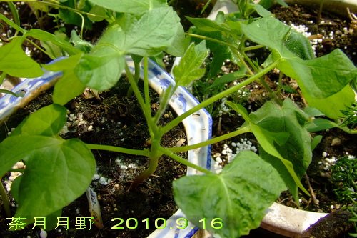 ������Ұ2010.9.16.jpg