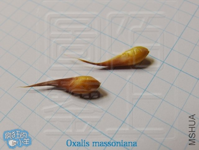 Oxalis massoniana