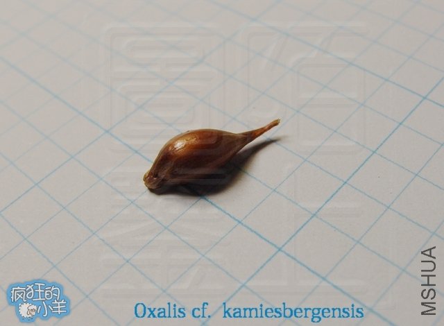 Oxalis cf.  kamiesbergensis