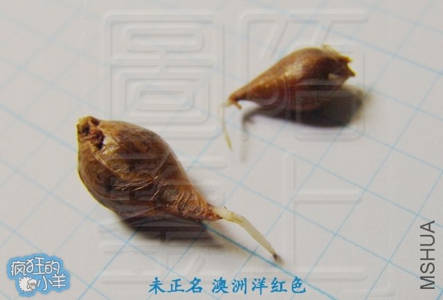  oxalis δ���� �������ɫ
