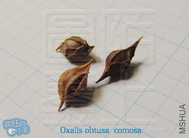 oxalis obtusa comosa
