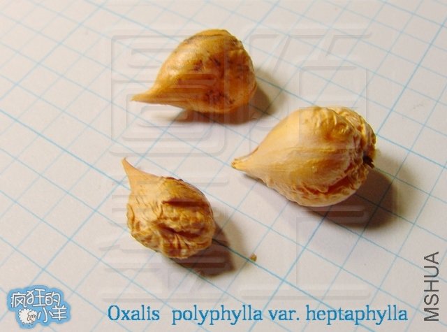 Oxalis  polyphylla var. heptaphylla   
