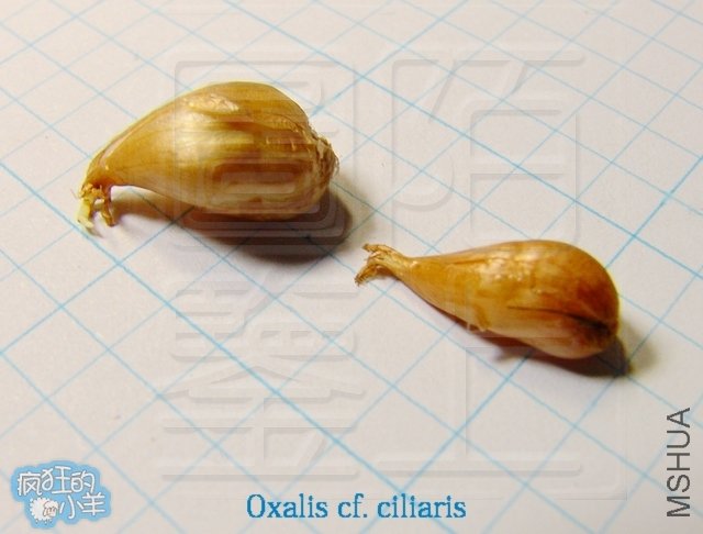  Oxalis cf. ciliaris 