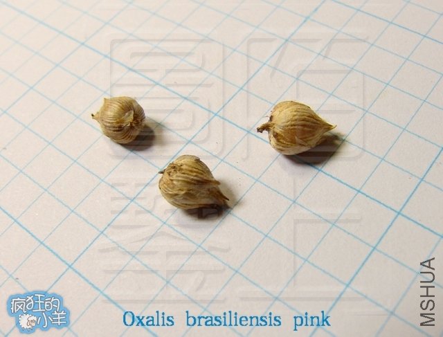  Oxalis brasiliensis pink