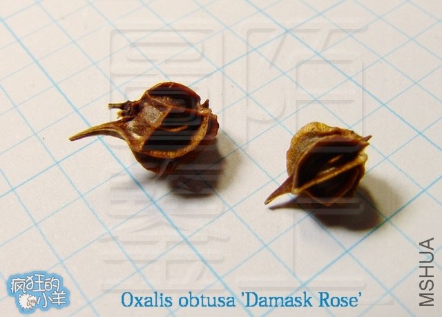  Oxalis obtusa 'Damask Rose'  