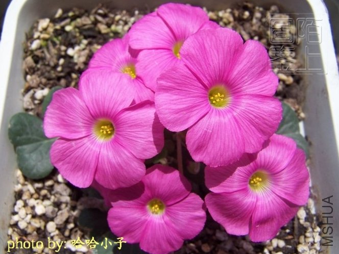  Oxalis bowiei �����