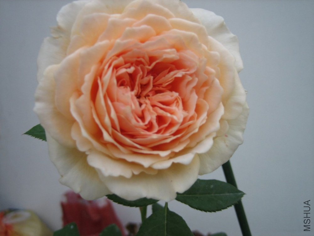 ��Ƭ 044.jpg